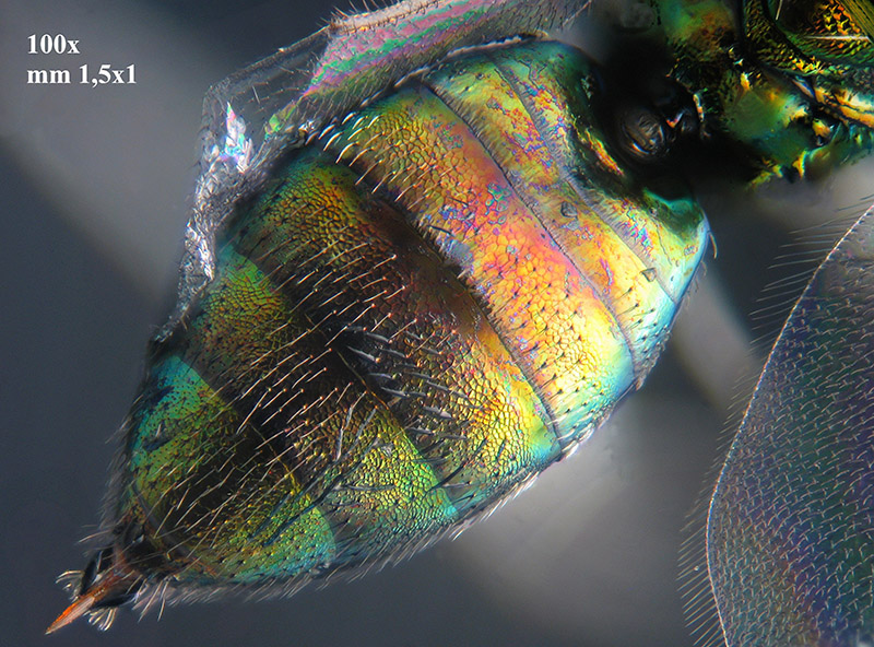 Phyllonorycter su ontano con parassitoidi